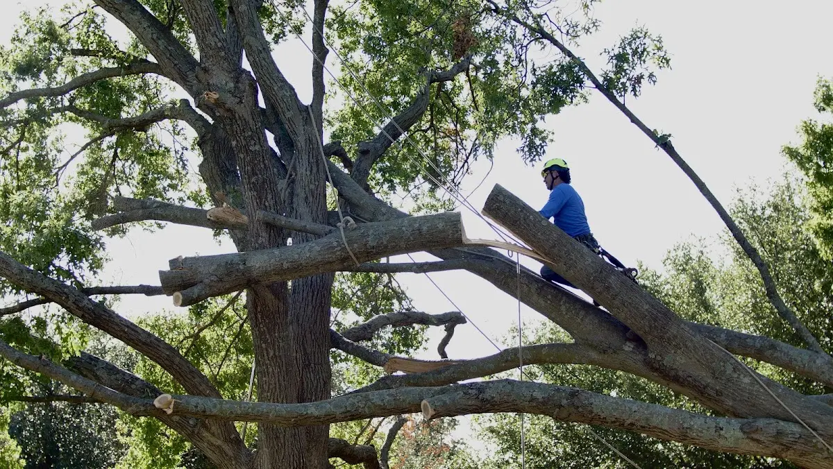 Professional Crown Thinning performed by certified arborists in Joplin